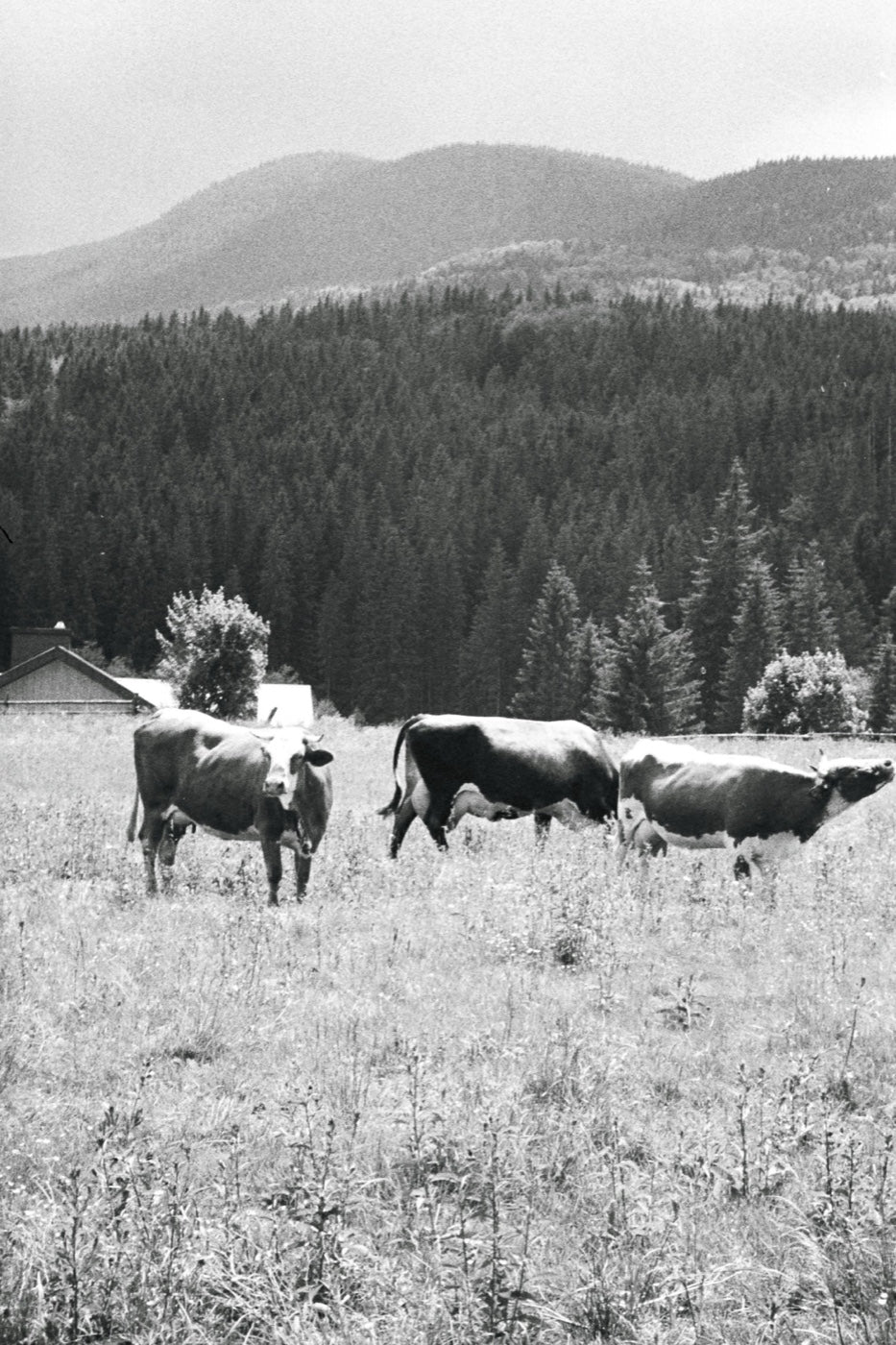 Rebaño de vacas pastando en un prado de montaña, fotografía en blanco y negro